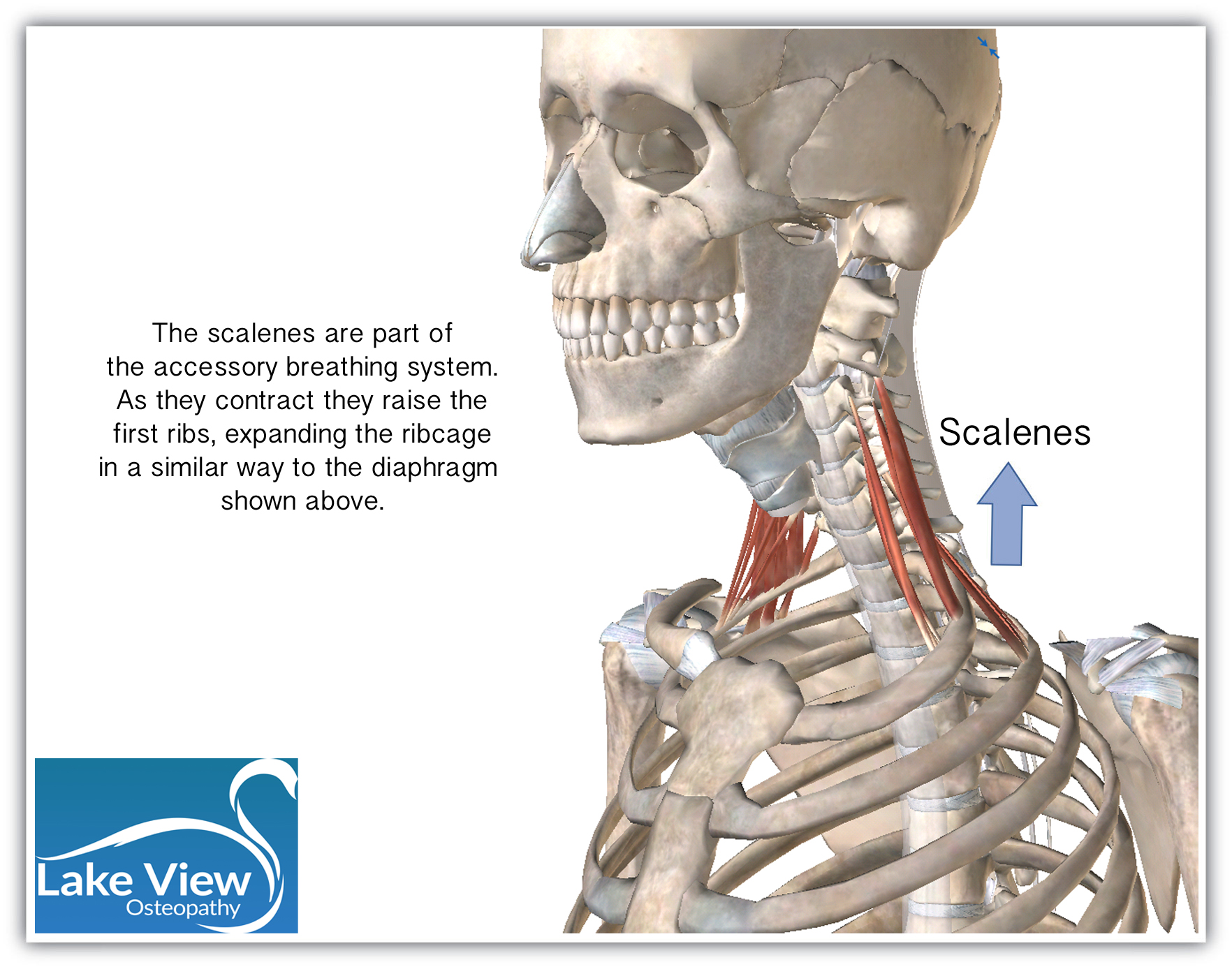 Scalenes